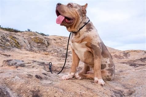intriguing world  merle pitbulls spotlight   leopard merle