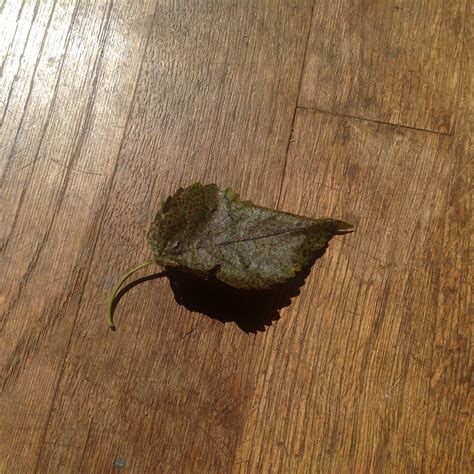 Mulberry disease? (fruit-trees forum at permies)