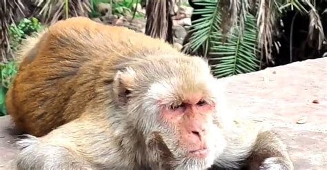 Macaque Monkey Eating Free Stock Video Footage, Royalty-Free 4K & HD ...