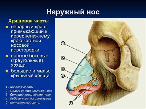 АНАТОМИЯ И ФИЗИОЛОГИЯ РЕЧЕДВИГАТЕЛЬНОГО АНАЛИЗАТОРА СТРОЕНИЕ РЕЧЕВОЙ