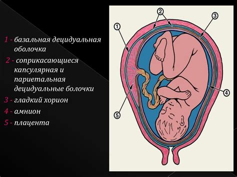 Физиология родов - презентация онлайн