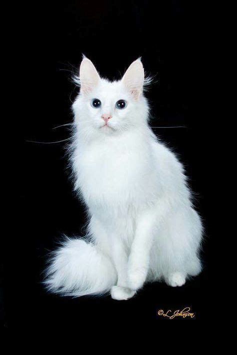 23 Cat reference: Scottish Fold & Turkish Angora ideas | scottish fold ...