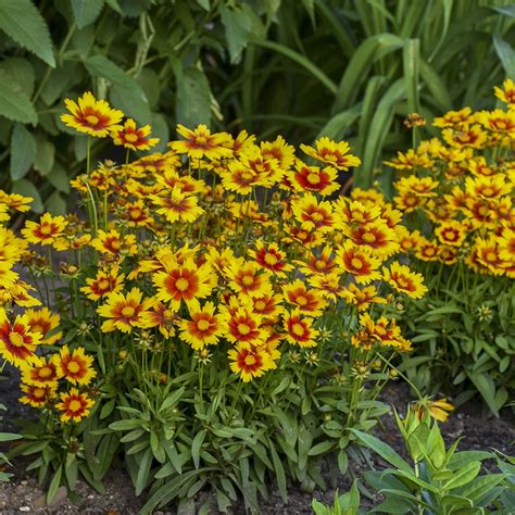 UPTICK™ Gold & Bronze Coreopsis - Garden Crossings