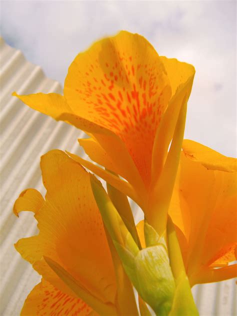 national flower jamaica 3