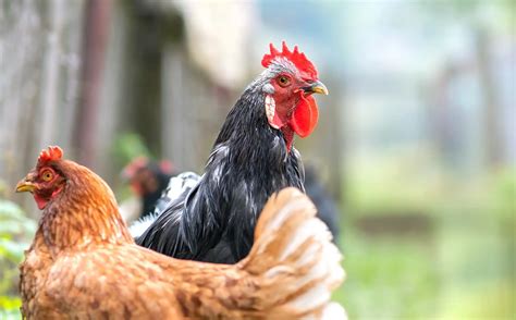 Chlorine Dioxide: An Effective Solution Against Avian Influenza - PureLine