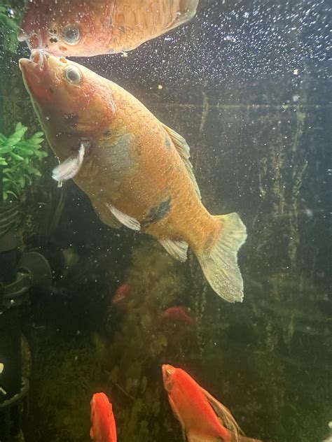 why is goldfish weak without vet 7