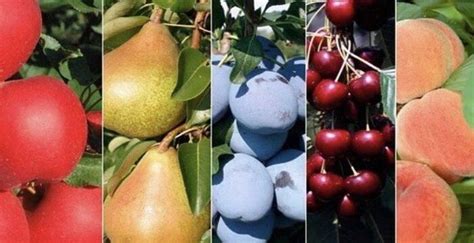 Питомник растений и садовый центр! Саженцы плодовых деревьев и ...