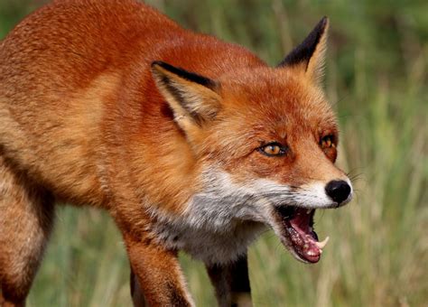 Animals Gone Wild - National Geographic for everyone in everywhere