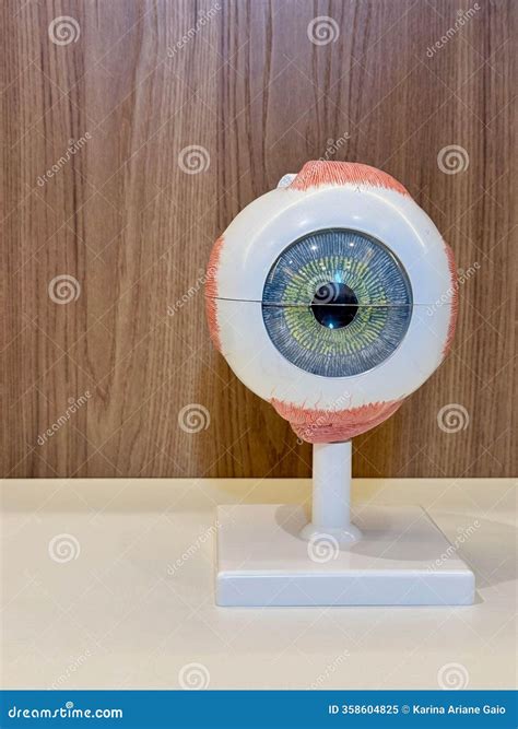Eye Model Used in Ophthalmology Office Stock Image - Image of office