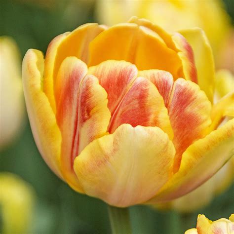 Tulipa Foxy Foxtrot | English Gardens