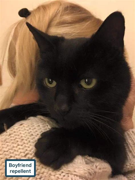 True Book Addict...Books, Cats, and More: Cat Thursday - Black cat