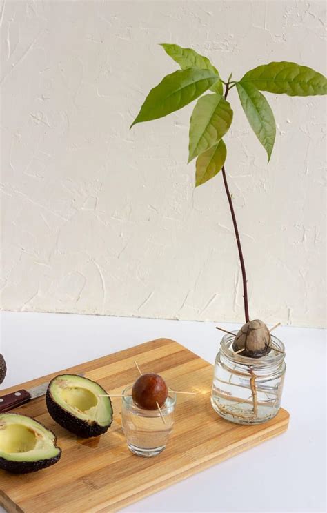 grow  avocado tree  seed steps  sprout success