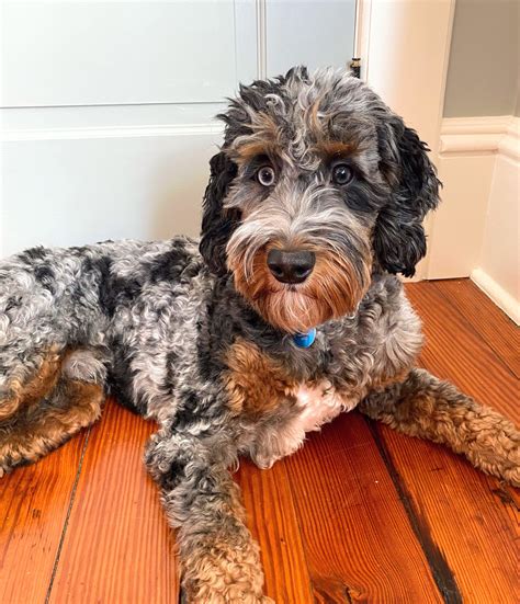 Goldendoodle Puppies For Sale - NY Dandy Doodles