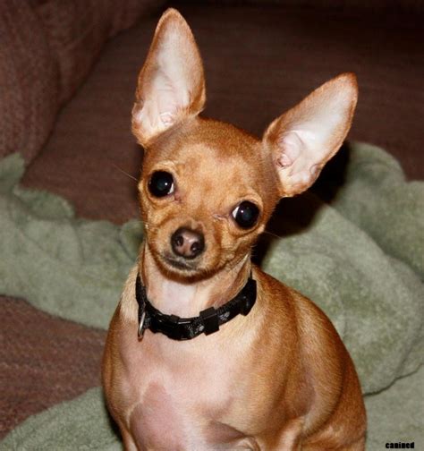 Light Brown Teacup Chihuahua