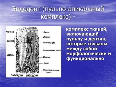Строение каналов - эндодонтия - презентация онлайн