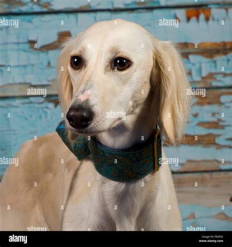 saluki Stock Photo - Alamy