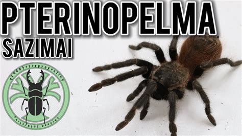Brazilian Blue Tarantula (Pterinopelma sazimai) by predatororpreyonline ...