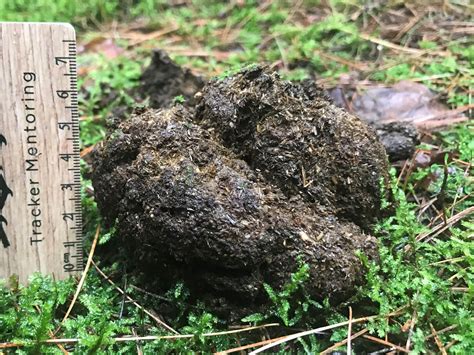 Bear Droppings