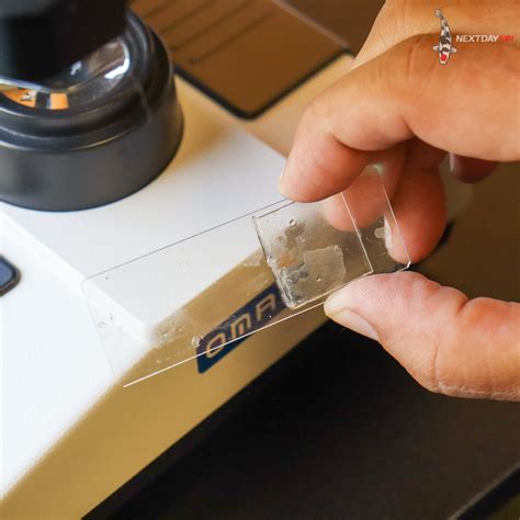 perform  skin scrape   koi  day koi