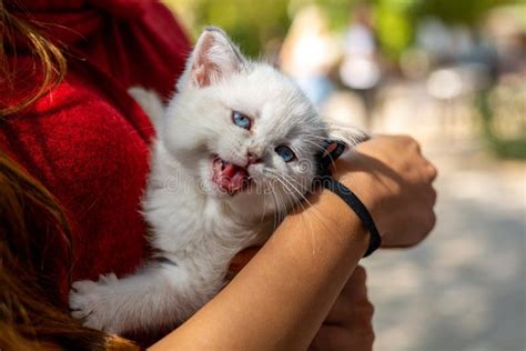 A White Kitten with Blue Eyes Stock Photo - Image of adorable, kitten ...