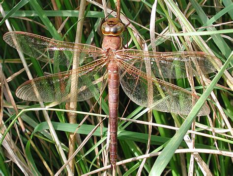 Семейство коромысла (Aeshnidae) – Мир Знаний