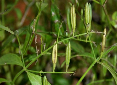 Chiretta facts and health benefits