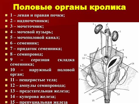 Акушерская физиология. Анатомия и физиология половых органов самцов ...