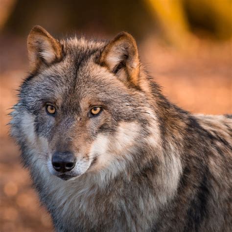 Download Gray Wolf Wolf Animal PFP
