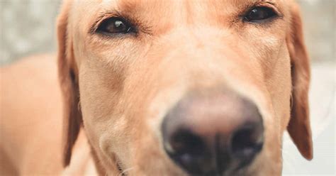 Soffiare sul muso del cane, perché Fido non lo sopporta