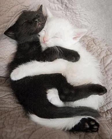 Amour animal