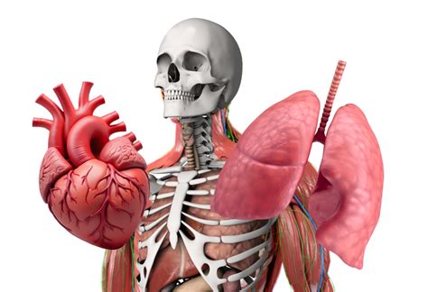 advanced digital cadaver  medical education brahmarsive