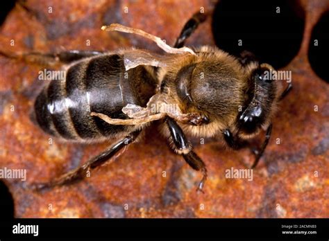 Diseased honey bee. European honey bee (Apis mellifera) infected with ...