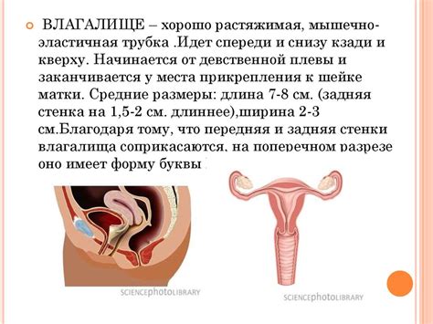 Анатомия женских половых органов (1) - презентация онлайн