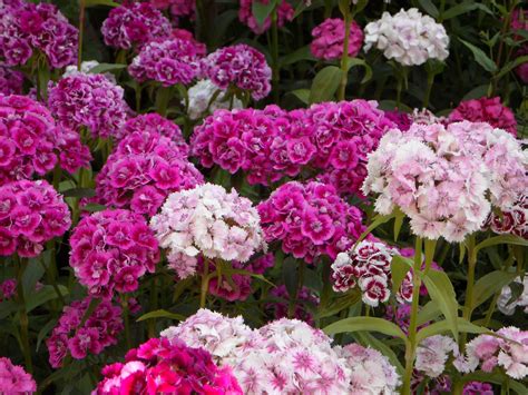 fotos gratis flor verano rosado flores arbusto clavel dianthus