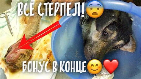 Ведро на голове дворняги! Осмотр в клинике. Хулиганка Биля.😄 - YouTube