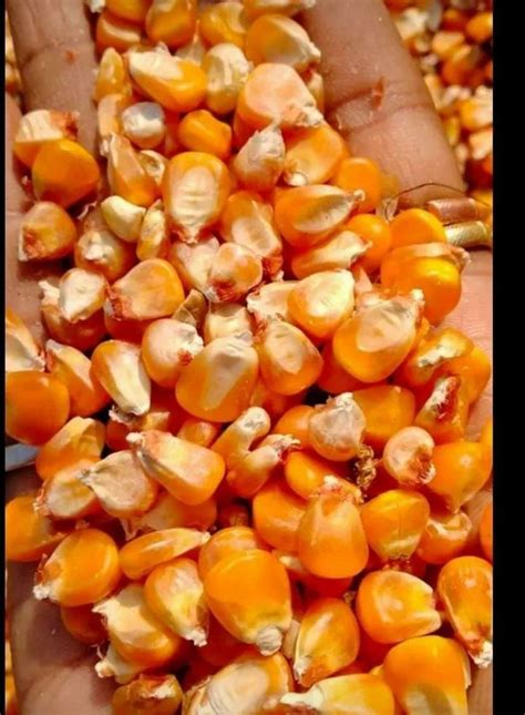 Makka at ₹ 25/kg | Sarai Kutub | Aligarh | ID: 23304329230