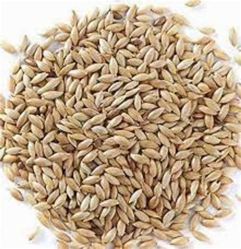 Canary Seed at best price in Dewas by Sunwani Karad Beej Utpadak ...