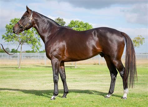 What Kind Of Horse Is A Stallion at Patricia Mancuso blog