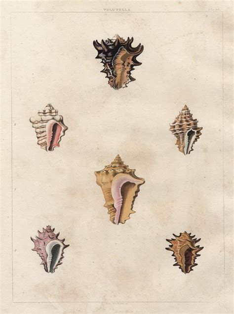 volutella plate  univalve sea shells   print shop