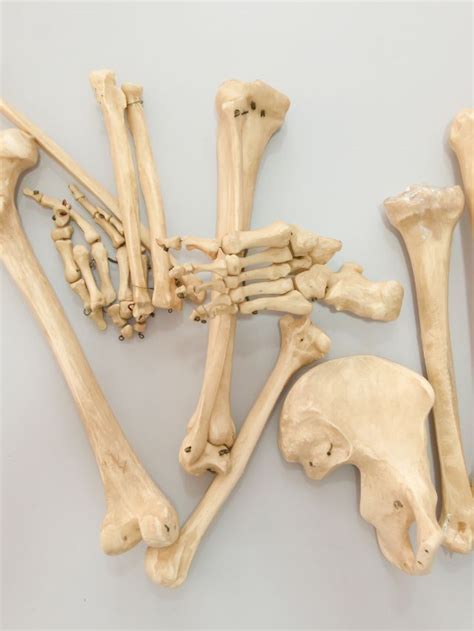 habits  optimal bone health  indian express