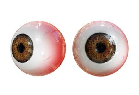 rendering human eye organs perspective view  png
