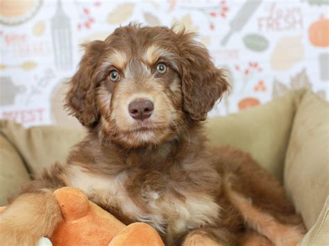 Aussiedoodle Puppy | Poodle mix puppies, Puppies, Australian shepherd