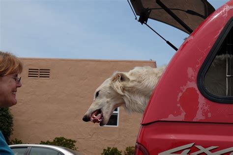 Police recover stolen truck with two dogs inside