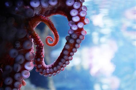 Saltwater Aquarium Octopus
