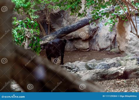 Male Black Jaguar. Captive Animal. Stock Photo - Image of white ...
