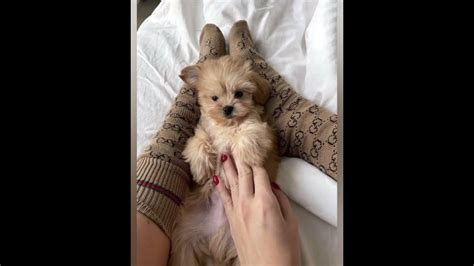 милые фотки собачек🥰🥰😍😊 ️ ️.#рекомендации#милота#собачки. - YouTube