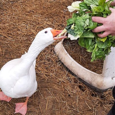 Daily Diet, Treats And Supplements For Geese - The Open Sanctuary Project