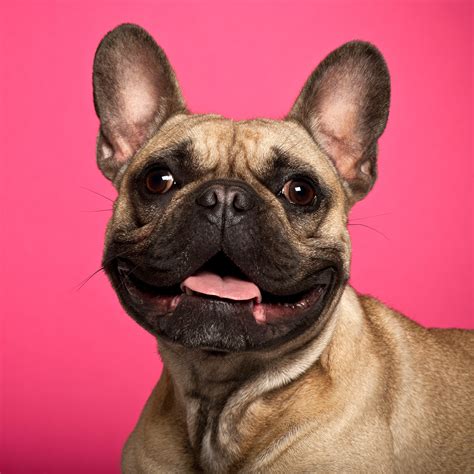 How Do Pets Affect Child Development