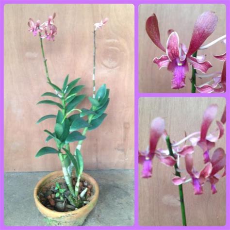 A50 โดยร้านคุณแอ๋ว จ.ชุมพร รหัสสินค้า 208918