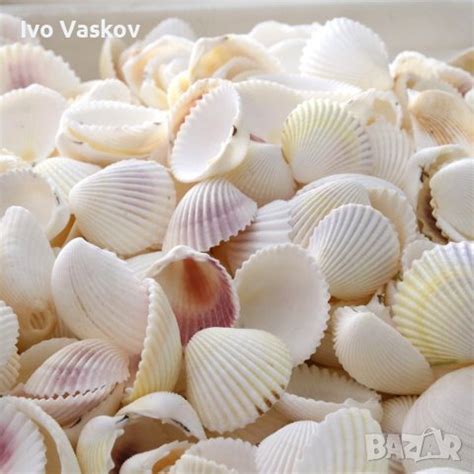 мидички в Декорация за дома в гр. Варна - ID37724244 — Bazar.bg